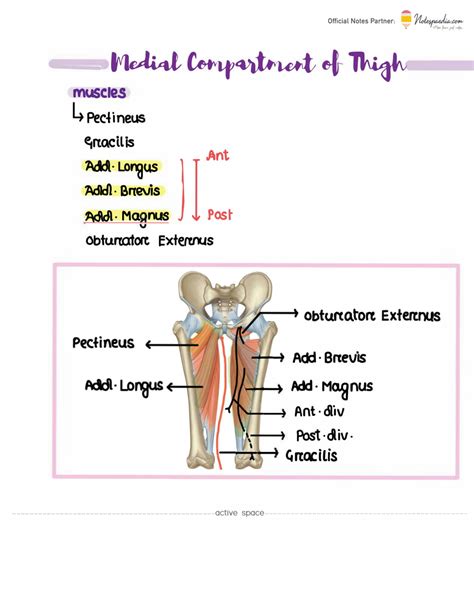 SOLUTION: Thigh medial compartment - Studypool