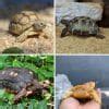 Box Turtle Predators 的图像结果