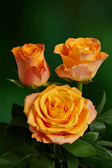 Solarflare® - Kreative Roses