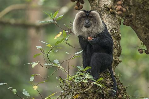 10 Things You Need To Know About Lion-tailed Macaques | Nature inFocus