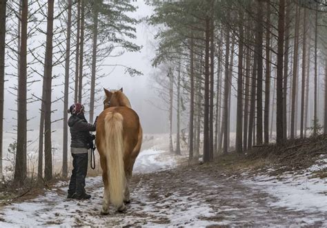 Normal Body Temperature For A Horse at Phyllis Lee blog
