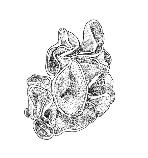 Image result for Fungi Drawing Pathogen