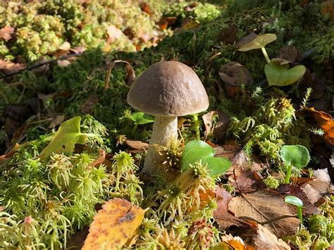 UZUKALNIO SODYBA (Uzukalnis) - Campground Reviews & Photos - Tripadvisor