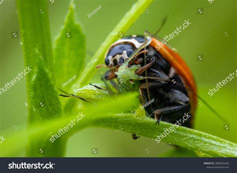 1,762 Predator of aphids Images, Stock Photos & Vectors | Shutterstock