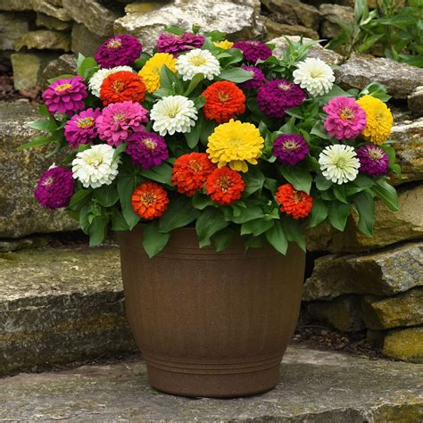 Complete Guide to Growing Zinnias in Pots - A Garden Diary