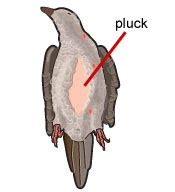 Field Dressing Birds 的图像结果