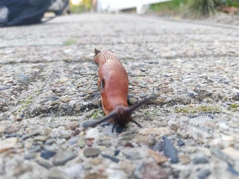 Saw this big red guy out on the sidewalk, so I moved him into the bush ...