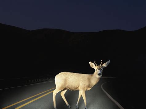 Deer Caught In Headlights