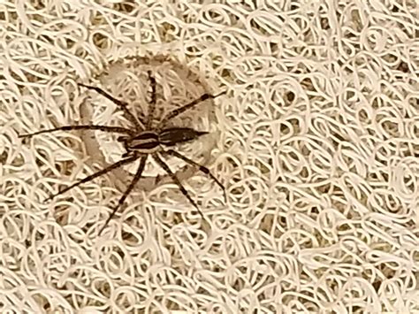 Types Of Spiders Michigan at Jerald Hunt blog