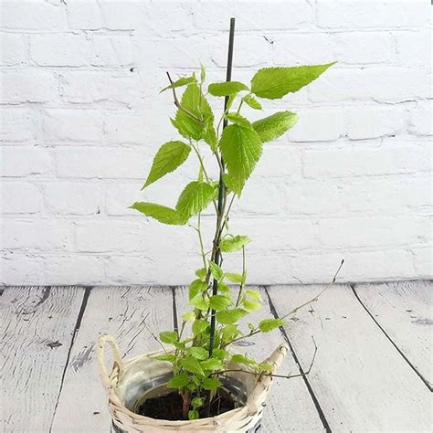 Buy Mulberry Plant, Shahtoot Plant online from Nursery Kart