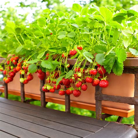 Growing Strawberries in Containers For Perfect Potted Fruits ...
