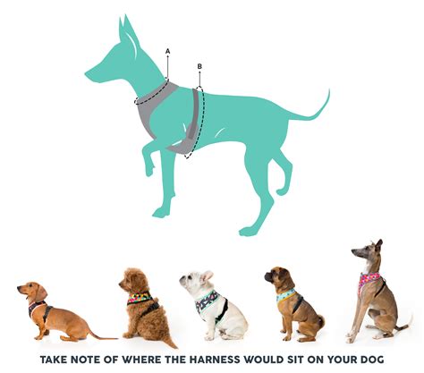 Dog Collar Size Chart By Breed