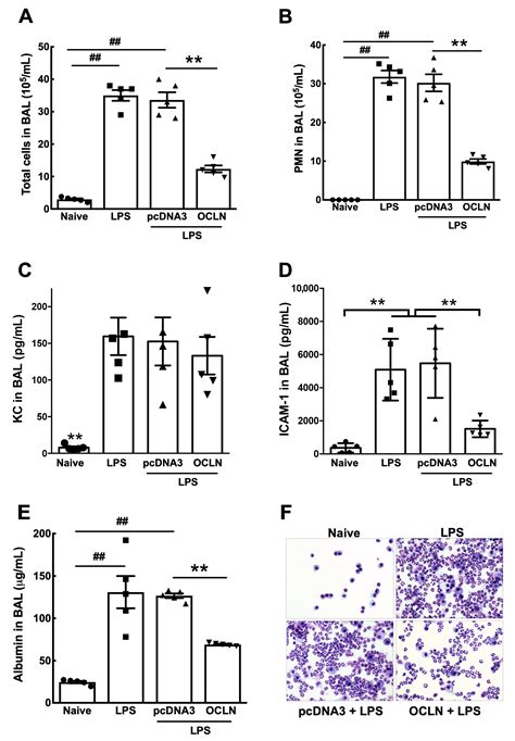Occludin Is Essential to Maintain Normal Alveolar Barrier Integrity and ...