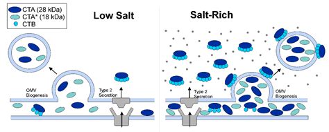 Cholera Toxin Encapsulated within Several Vibrio cholerae O1 Serotype ...