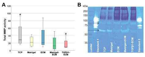 Extracellular Matrix Synthesis and Remodeling by Mesenchymal Stromal ...