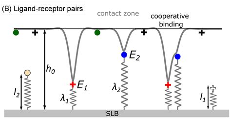 Molecular Biomechanics Controls Protein Mixing and Segregation in ...