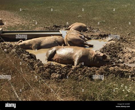 Happy Pigs In Mud