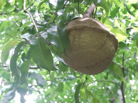Paradise Nut Live Plant (Lecythis zabucajo) – veliyathgardens