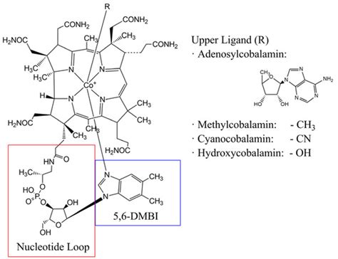 Bioprocess Strategies for Vitamin B12 Production by Microbial ...