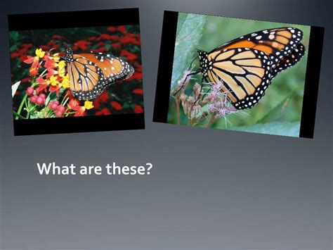 Insect Order Classification Chart 的图像结果