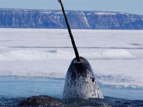 Narwhal Face Narwhal Face Mask Printable Narwhal Horn With And