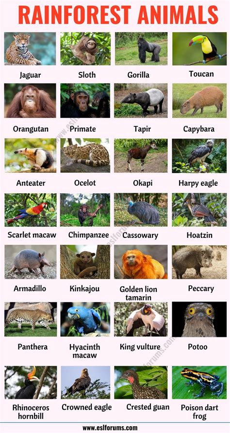 Animals that Live in the Rainforest - ESL Forums