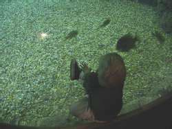 ZooLex Exhibit - Manatee Springs