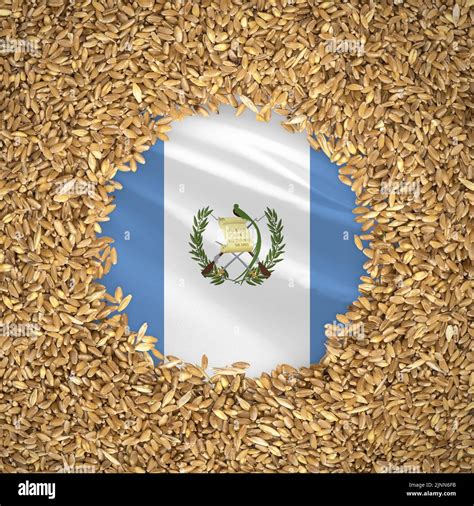 Flag of guatemala with grains of wheat. Natural whole wheat concept ...