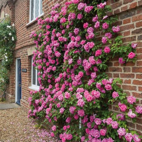 6 Climbing Roses That Are Easy-To-Grow and Will Make Your Garden Look ...