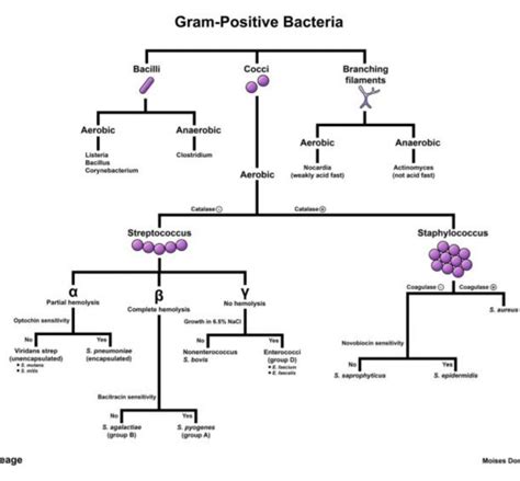 Gram positive bacteria | Microbiology, Medical laboratory science ...