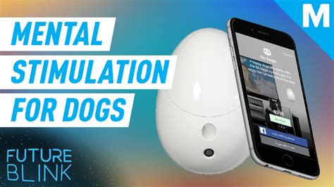 This AI Program Called Go Dogo Will Keep Your Dog Mentally Stimulated ...