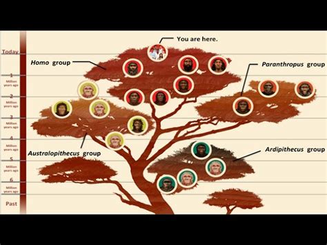 Evolution Graph 的图像结果