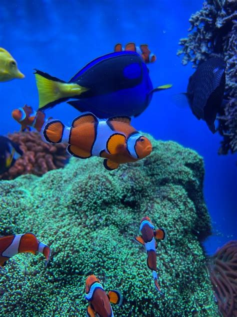 Image result for Poisson Animal