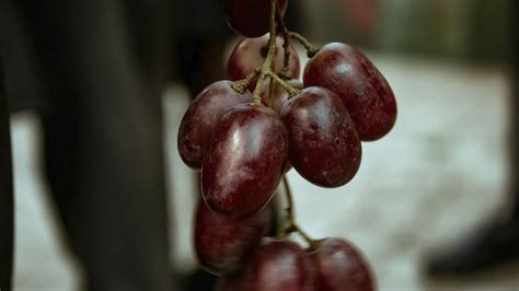 Sangiovese Grape: Characteristics, Varieties, and Food Pairings
