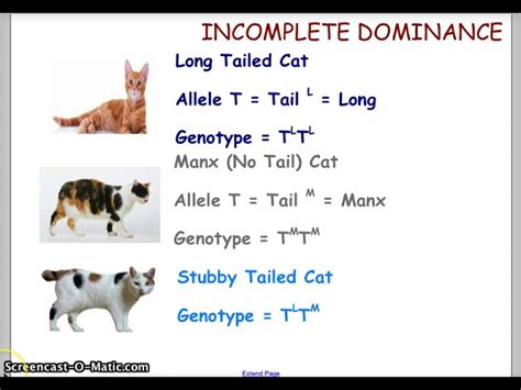 Image result for Codominance Examples Animals