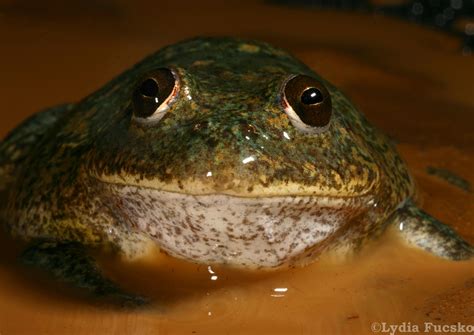 Water-holding Frog (Cyclorana platycephala) – Gallery of Folklore ...