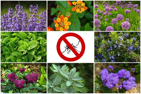 What Plants Repel Bugs And Mosquitoes at Skye Seth blog