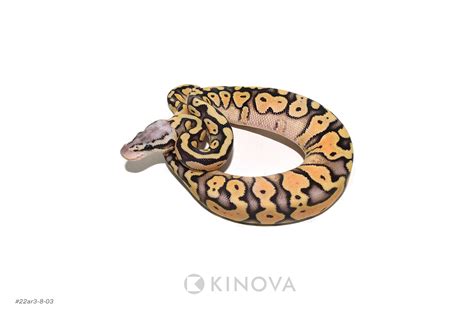 Image result for Super Clown Ball Python