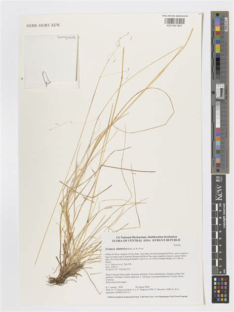 Festuca alatavica (St.-Yves) Roshev. | Plants of the World Online | Kew ...