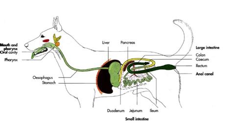 The Steps of a Dogs Digestive System 的图像结果