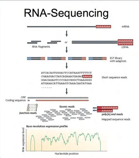 RNA Sequencing Method 的图像结果