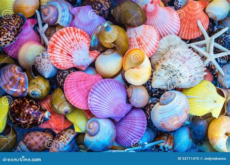 Image result for Ocean Sea Shells