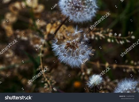 Image result for Small Spring Compressor Tool
