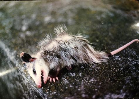 Opossum Playing Dead