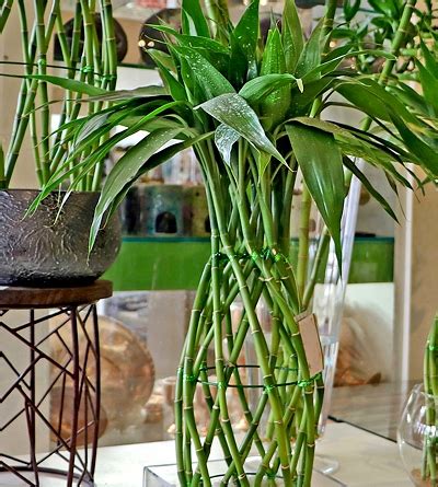 Image result for Bambu Da Sorte