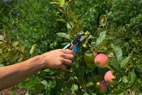 Image result for Apple Tree Pruning