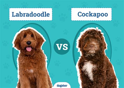 Image result for Cockapoo vs Labradoodle