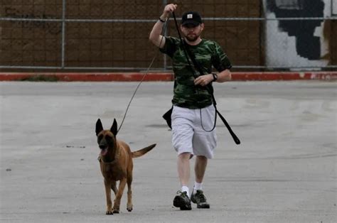 Types of Tracking Dogs 的图像结果