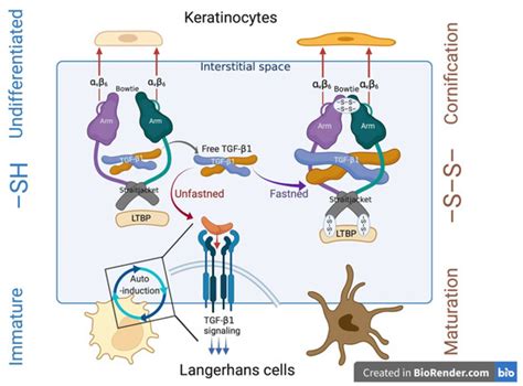 The Epidermis: Redox Governor of Health and Diseases