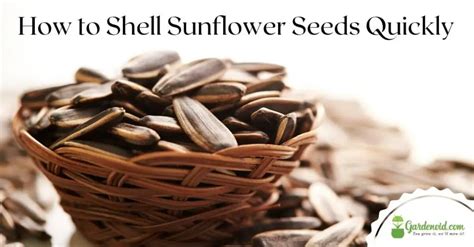 Image result for How Do They Shell Sunflower Seeds
